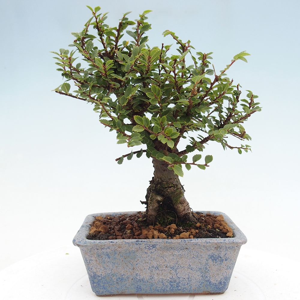 Bonsai für draußen - Ulmus parvifolia Hokkaido - Chinesische Ulme