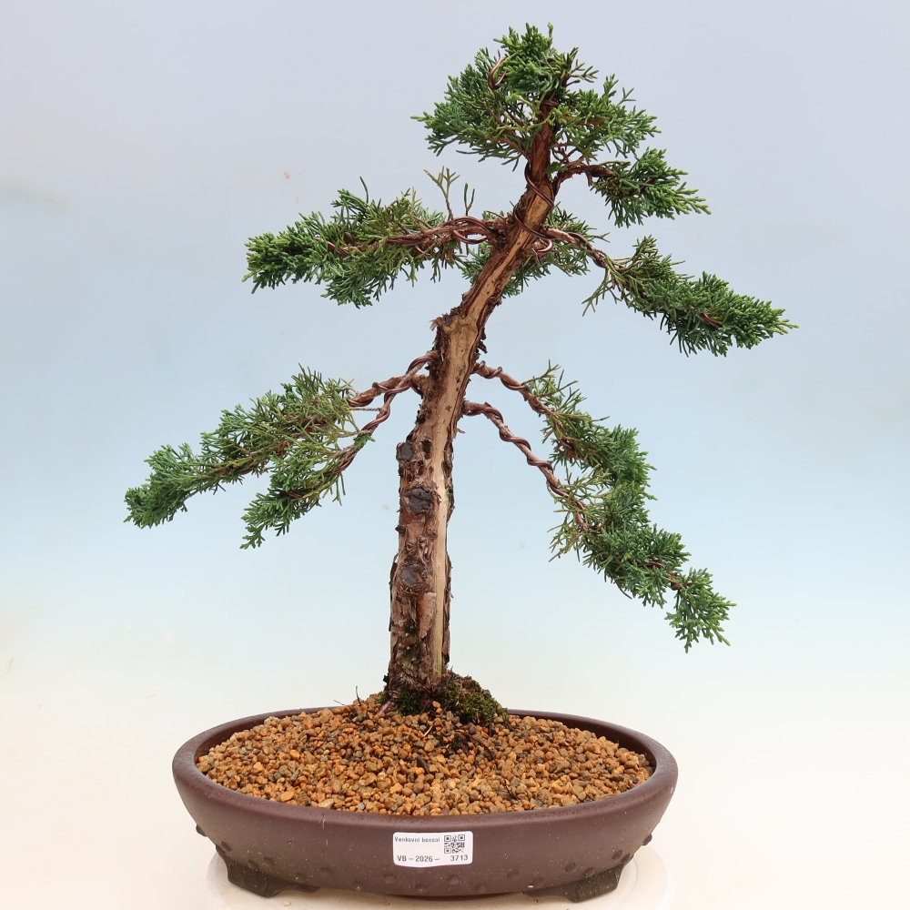 Bonsai für draußen - Juniperus chinensis Kishu