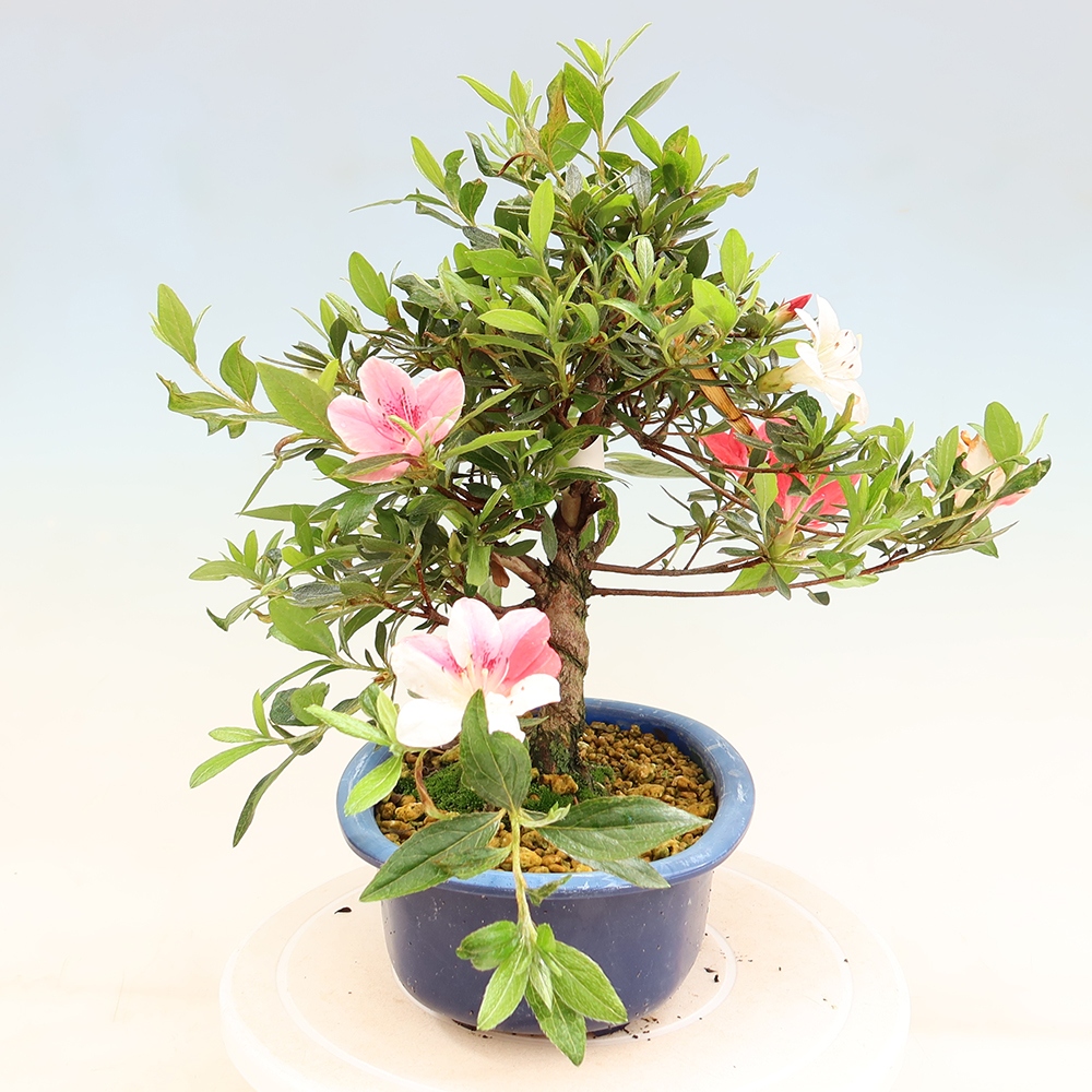 Bonsai für draußen - Japanische Azalee - Azalee Senhime