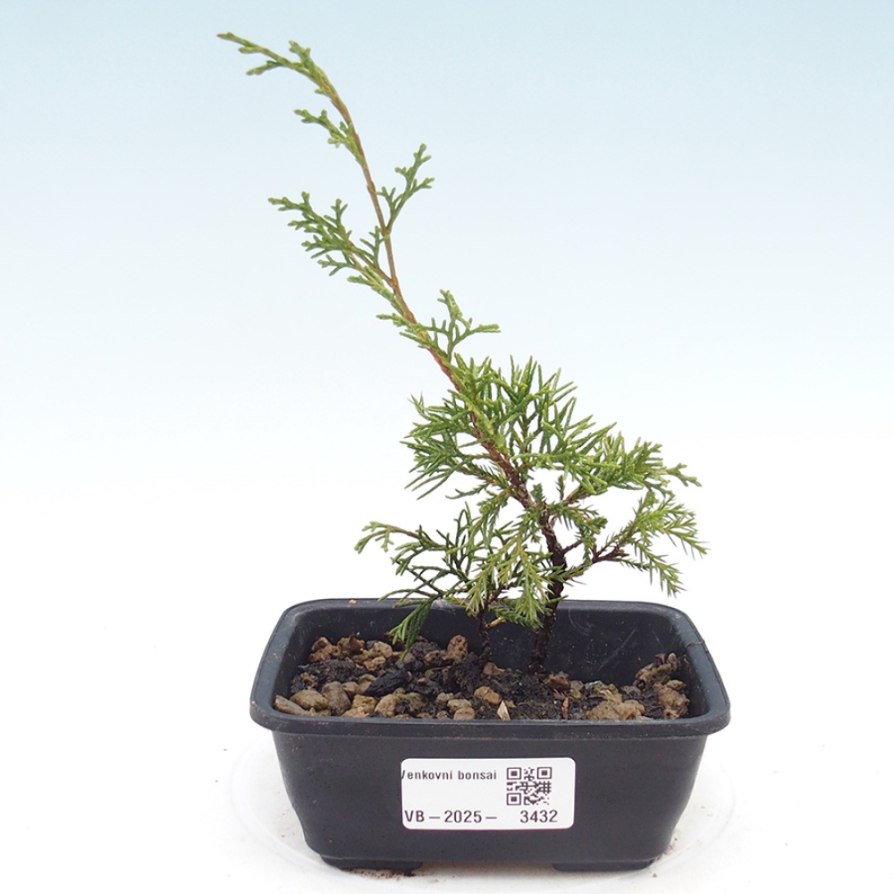 Bonsai für draußen - Juniperus chinensis Itoigawa