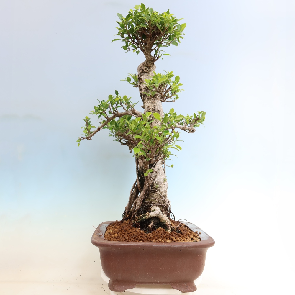 Zimmerbonsai - Ficus kimmen - Kleinblättriger Ficus