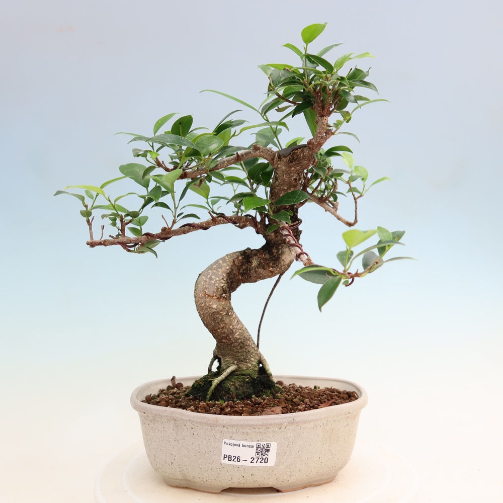 Zimmerbonsai - Ficus kimmen - Kleinblättriger Ficus