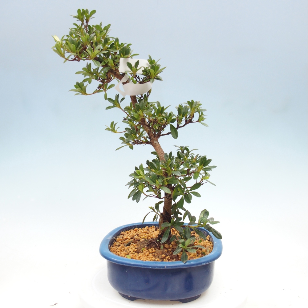 Bonsai für draußen - Japanische Azalee - Azalee Santoka