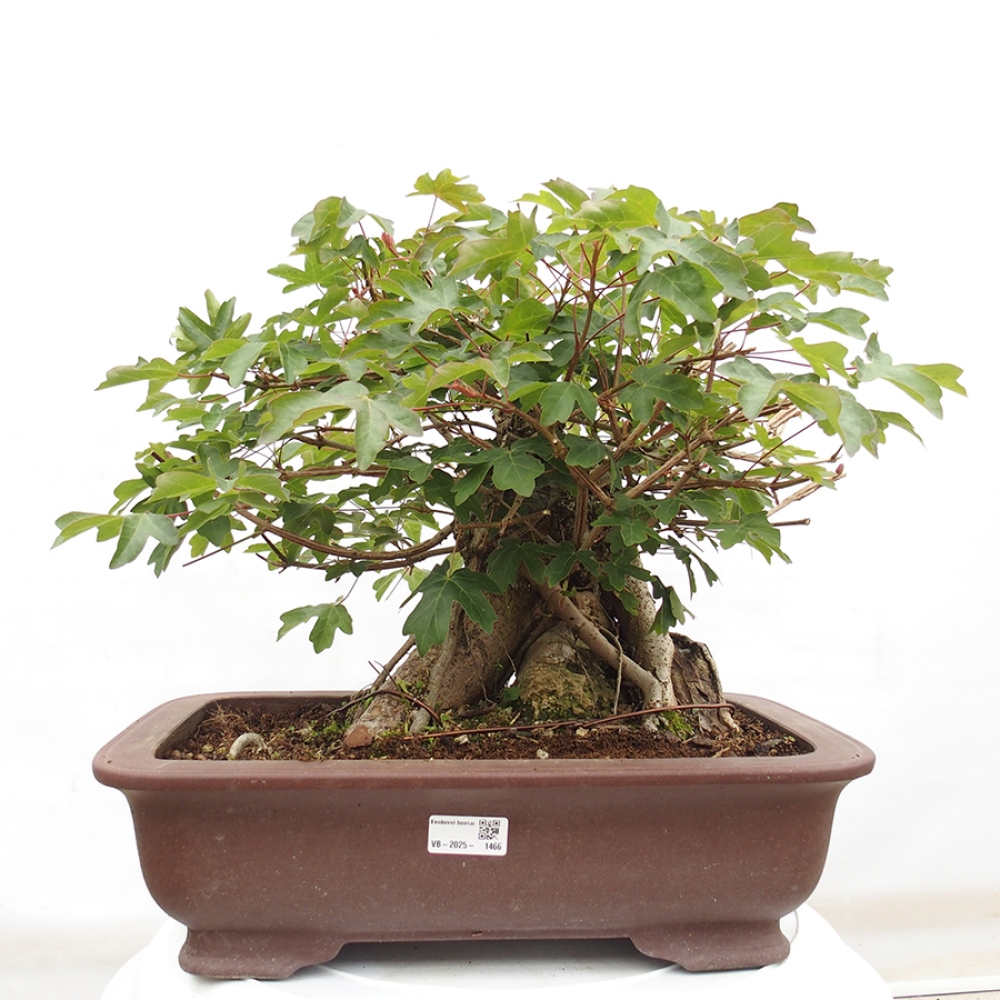 Bonsai für draußen -Javor babyka - Acer campestre