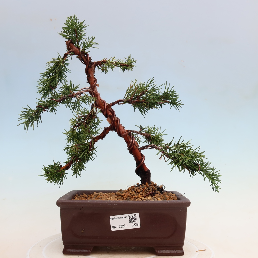 Bonsai für draußen - Juniperus chinensis Kishu