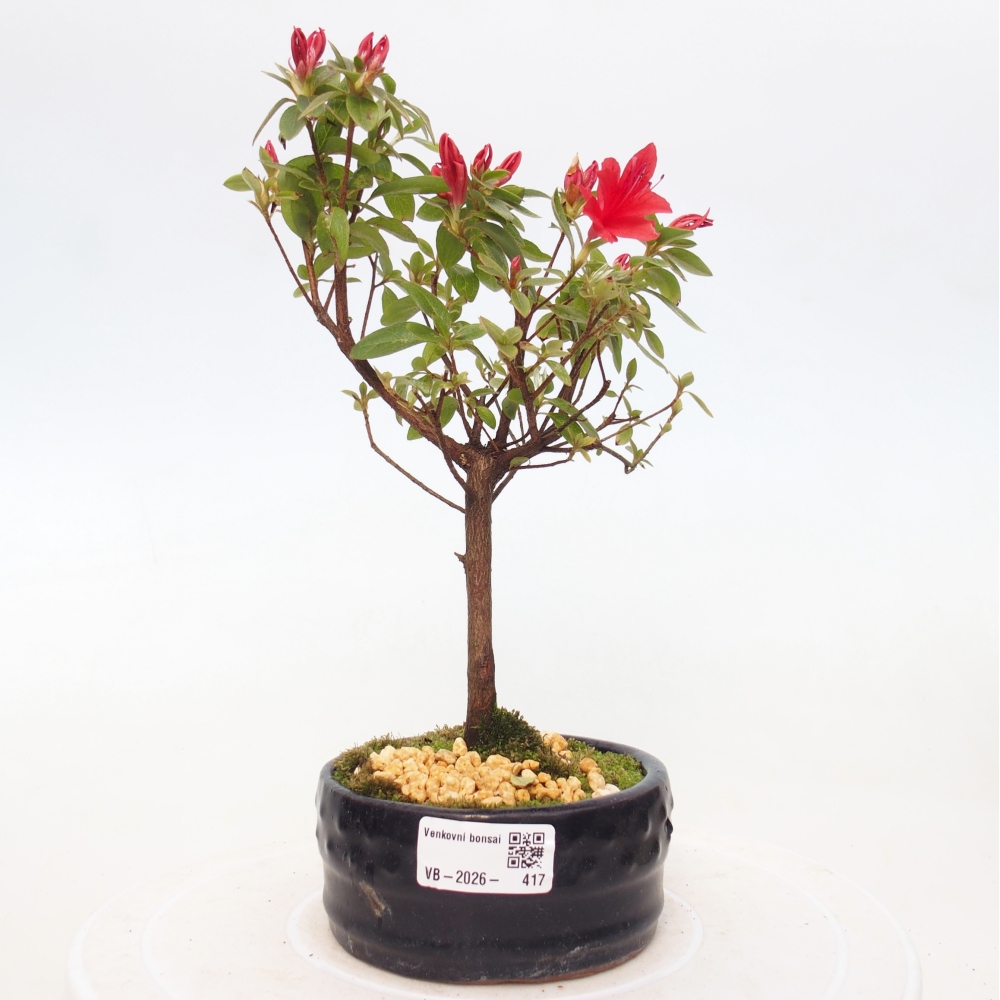 Bonsai für draußen - Japanische Azalee - Azalea sp.