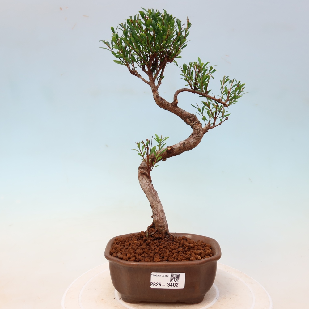 Zimmer Bonsai - Syzygium - Piment