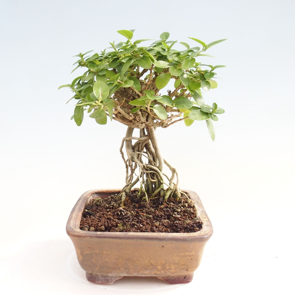 Zimmerbonsai - Premna serratifolia - Kozlovna malolista