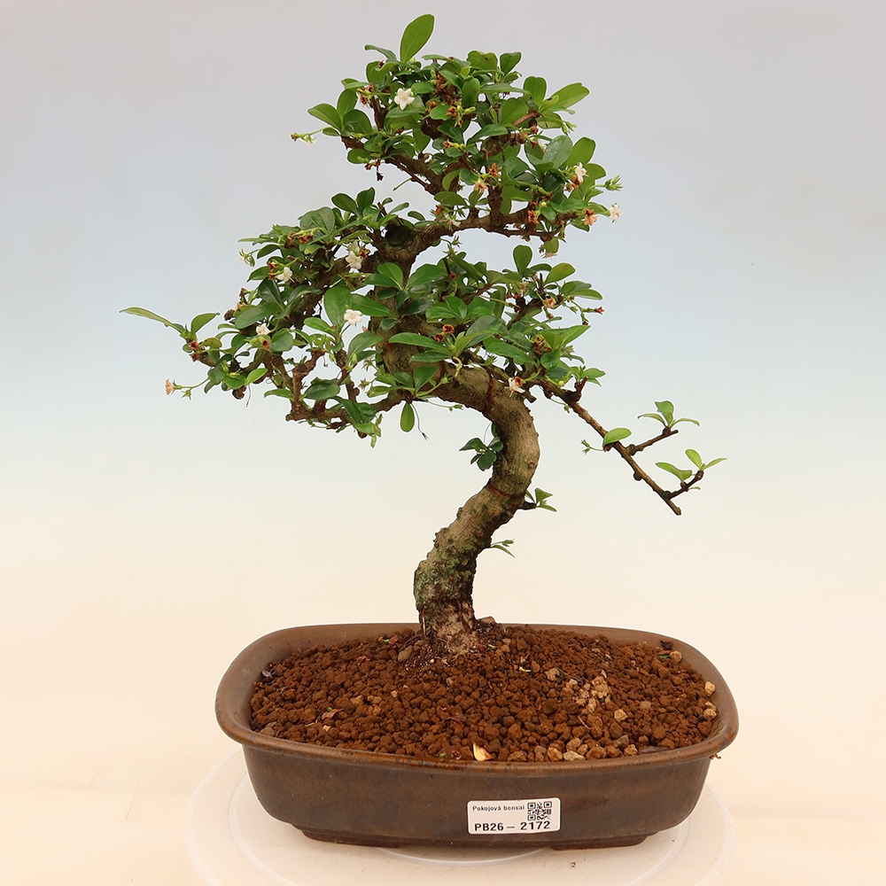 Zimmer-Bonsai - Carmona macrophylla - Tee-Fuki