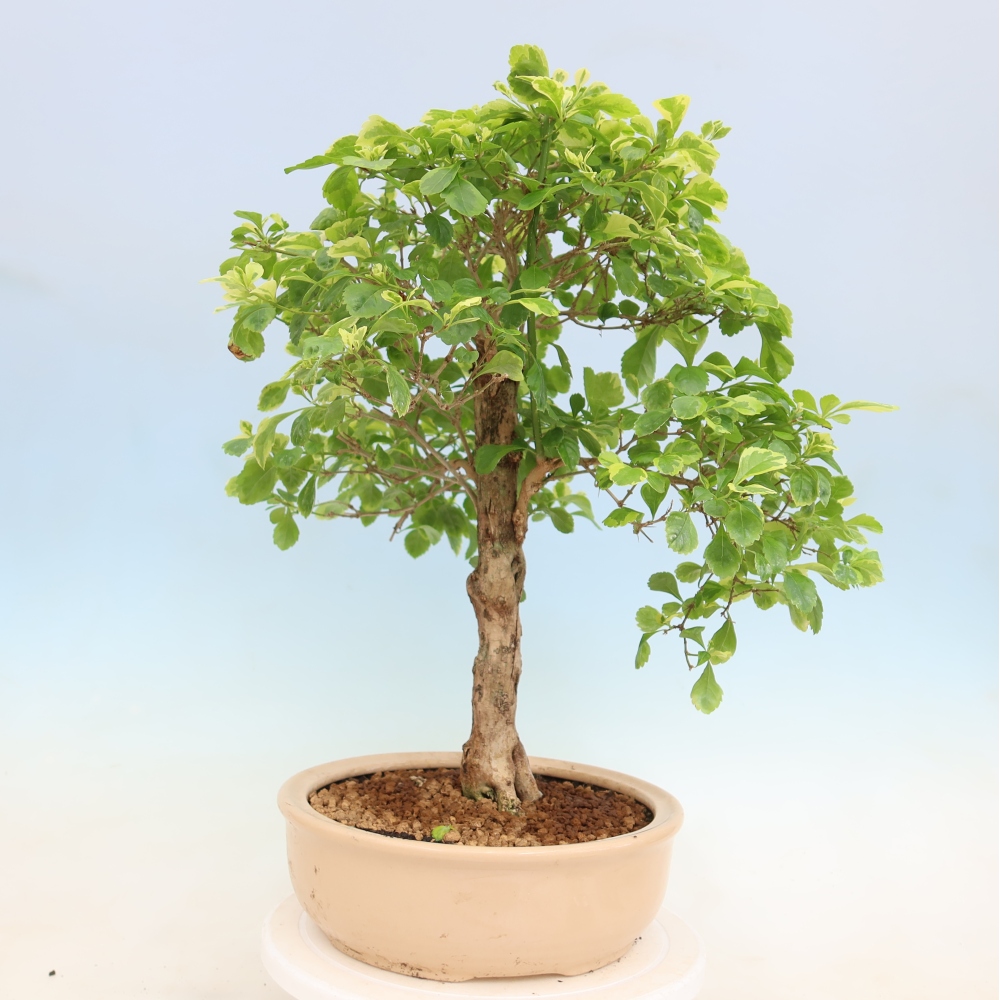 Zimmerbonsai - Duranta erecta Aurea