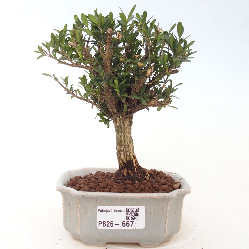 Zimmer Bonsai - Buxus harlandii - Korkbuxus