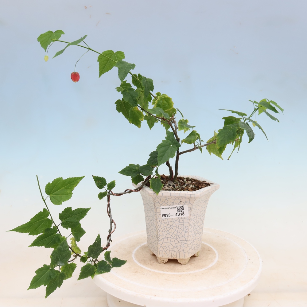 Zimmerbonsai - Abutilon Big Bell - Moltebeere