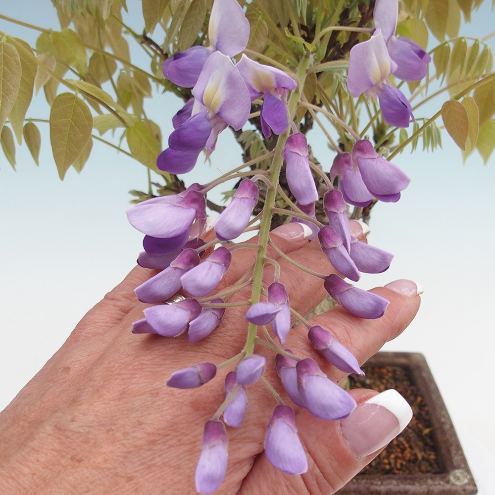Bonsai für draußen - Wisteria floribunda