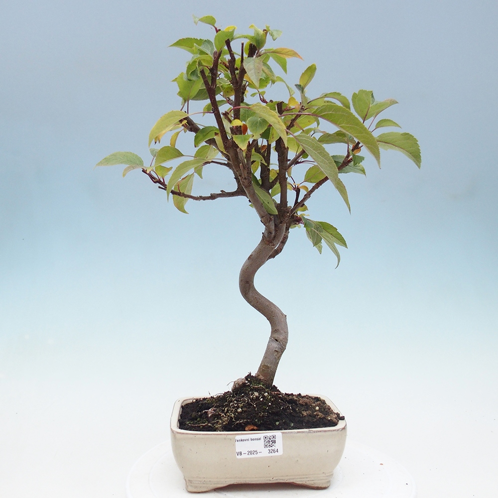 Outdoor-Bonsai -Malus halliana - Kleinfrüchtiger Apfelbaum