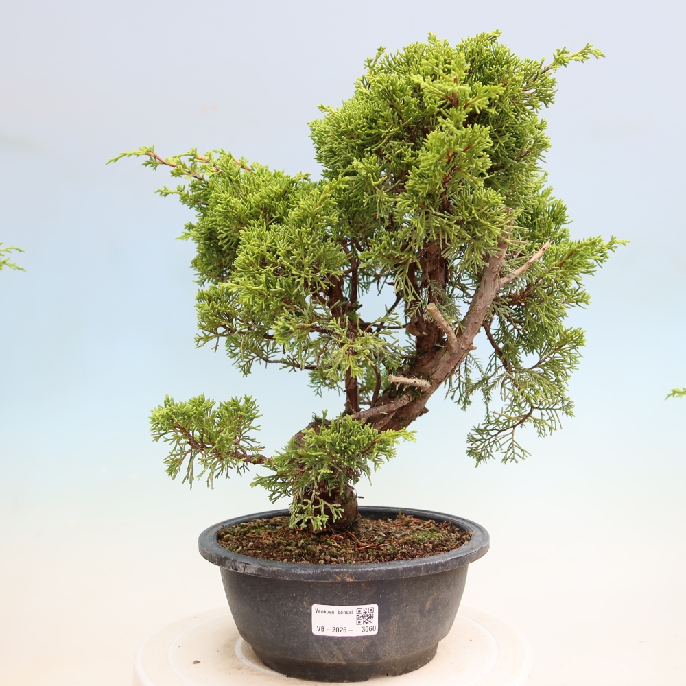 Bonsai für draußen - Juniperus chinensis Itoigawa-Juniperus chinensis
