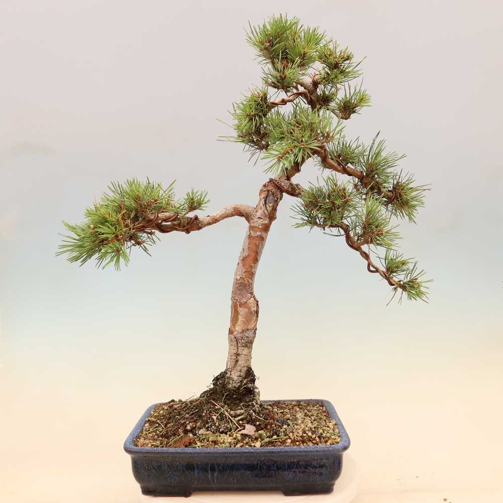Bonsai für draußen - Pinus Sylvestris Watererri - Waldkiefer