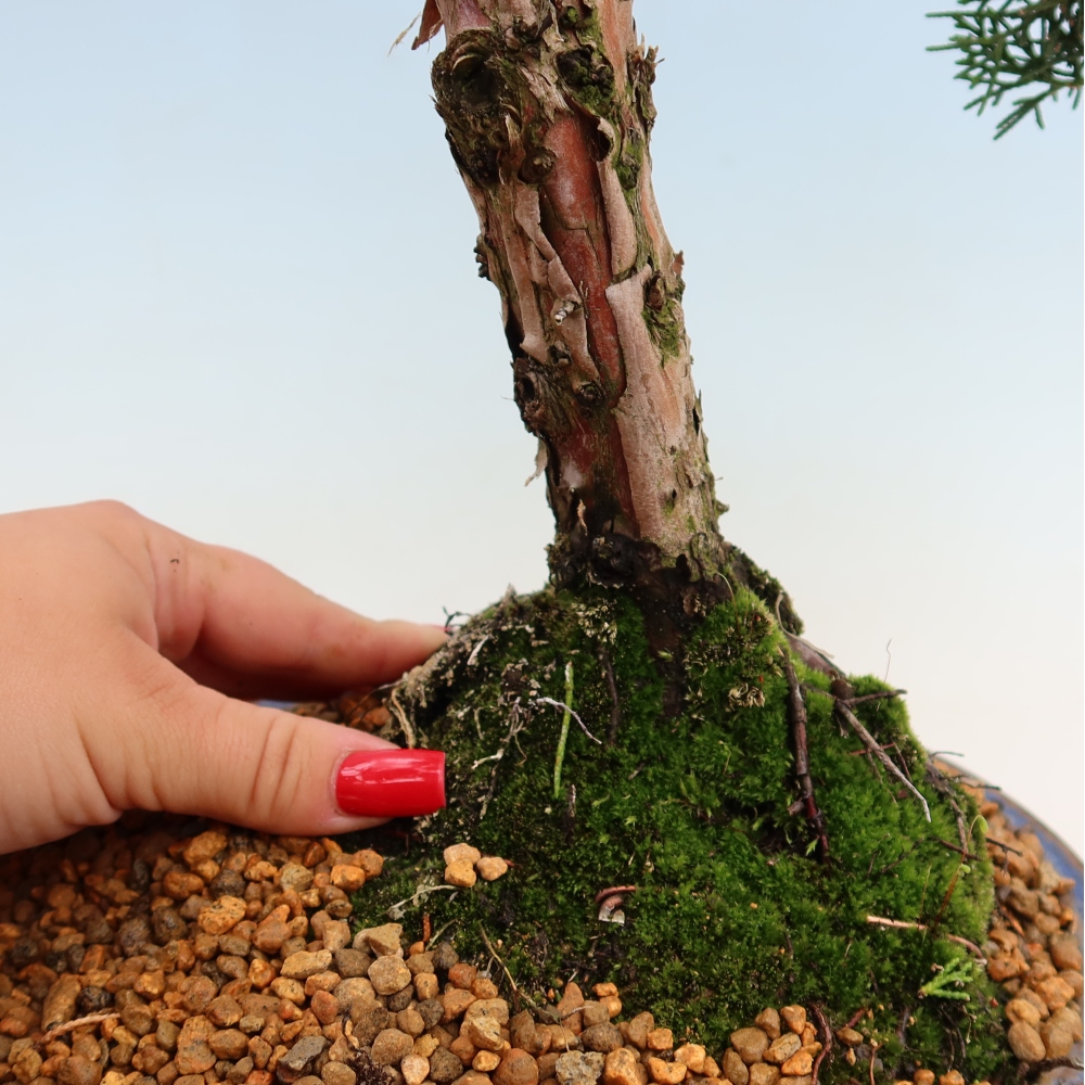 Bonsai für draußen - Juniperus chinensis Kishu