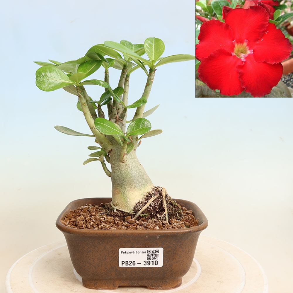 Zimmerbonsai – Adenium obesum „Red Star“ – Wüstenrose