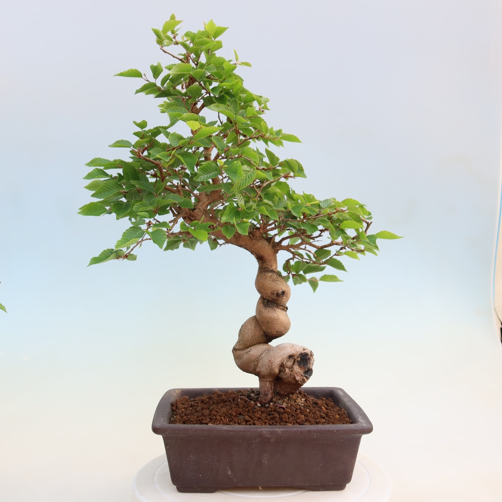 Bonsai für draußen - Karpinus Coreana - Koreanische Hainbuche