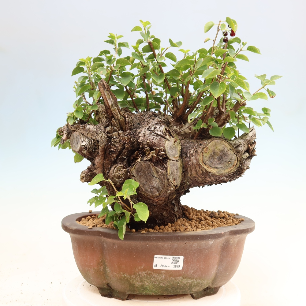 Bonsai für draußen - Mahalebka - Prunus mahaleb