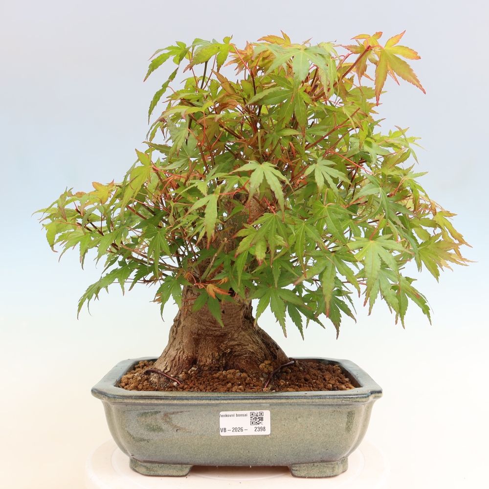 Bonsai für draußen - Ahorn Burger - Acer Burgerianum