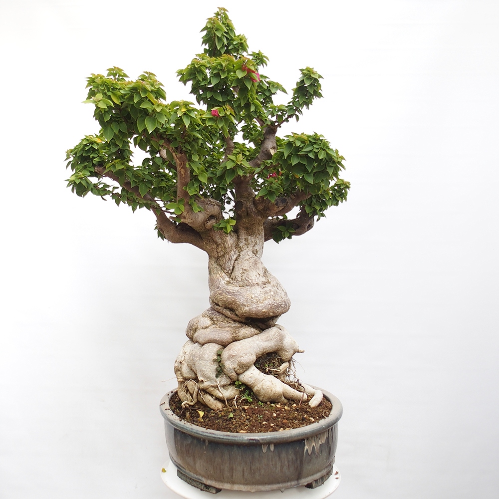 Zimmer Bonsai - Bouganwilea