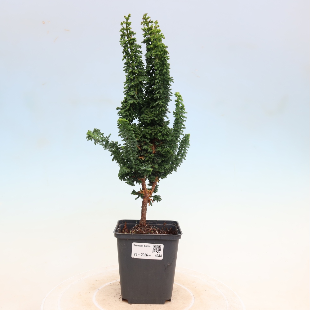 Bonsai für draußen - Cham. obtusa SEKKA HINOKI - Zypresse