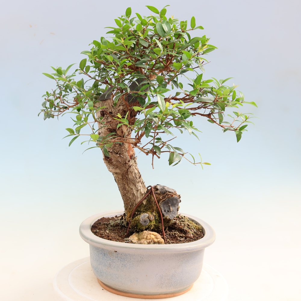 Zimmer Bonsai - Myrtus communis - Myrte