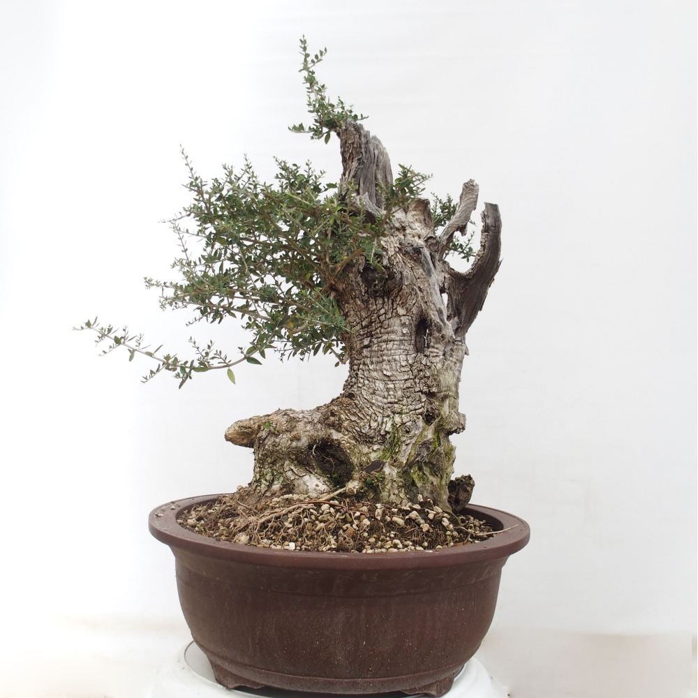 Zimmerbonsai - Olea europaea sylvestris