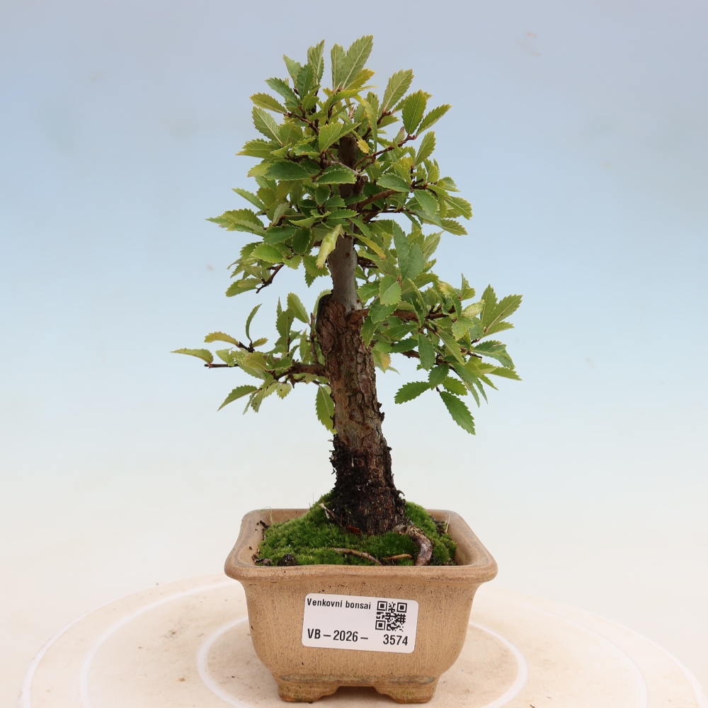 Bonsai für draußen - Zelkova - Zelkova NIRE