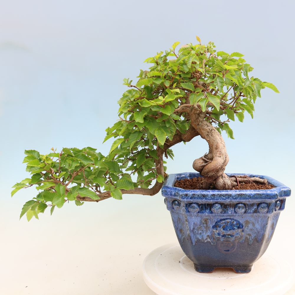 Bonsai für draußen - Karpinus Coreana - Koreanische Hainbuche