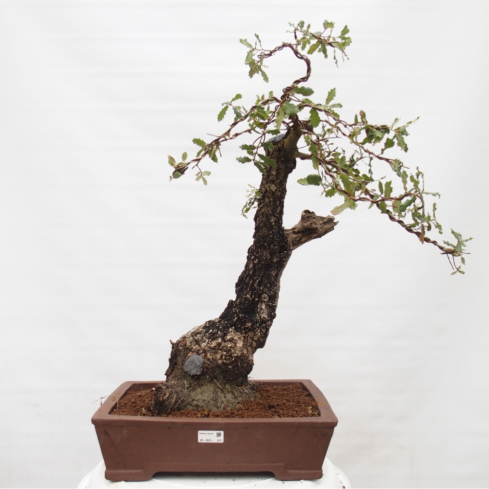 Yamadori - Quercus Ilex - Eichenstechpalme