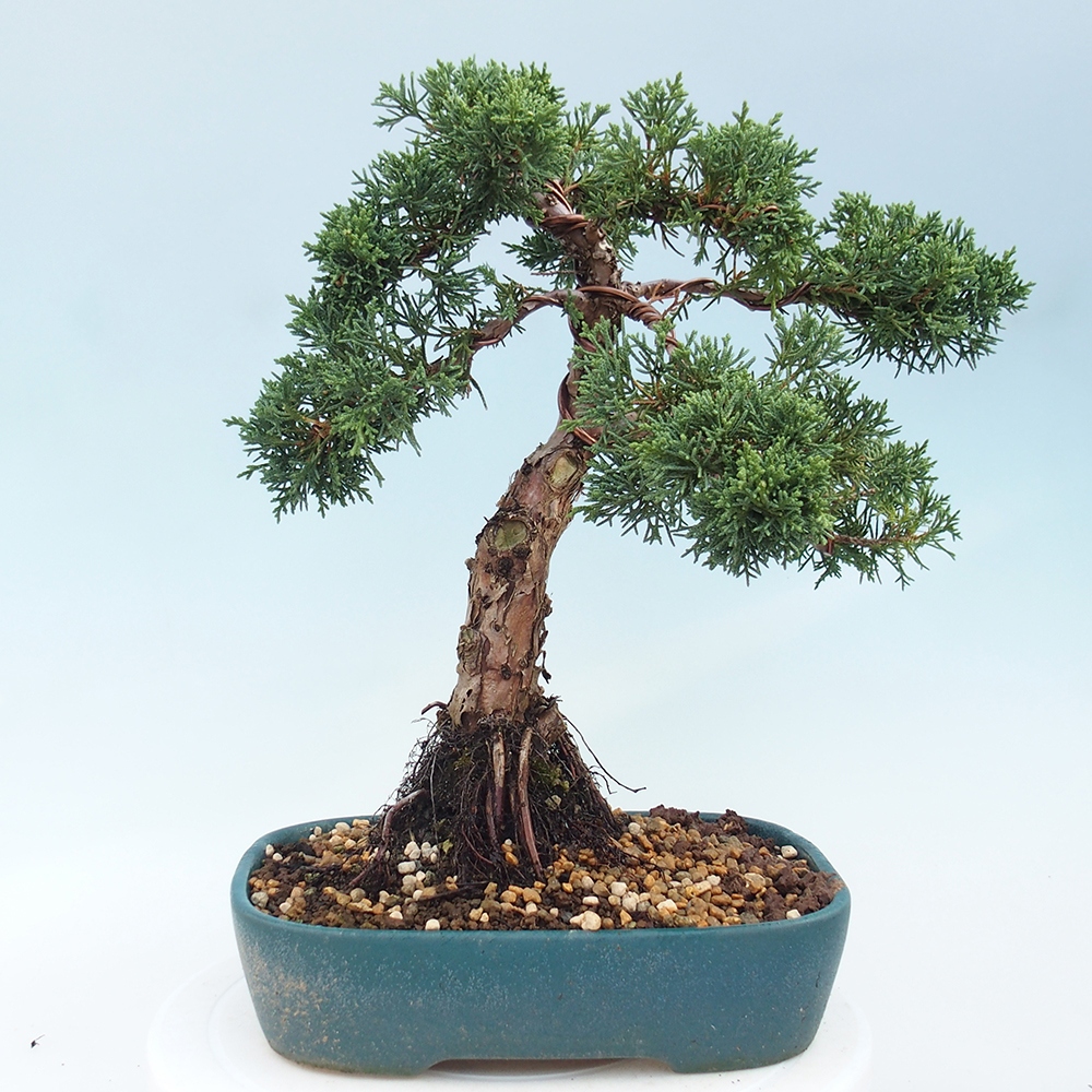 Bonsai für draußen - Juniperus chinensis Kishu