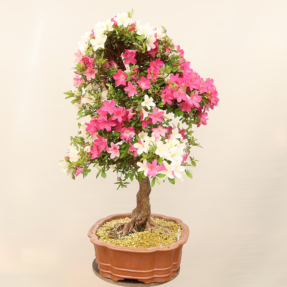Bonsai für draußen - Japanische Azalee - Azalee Sayaka