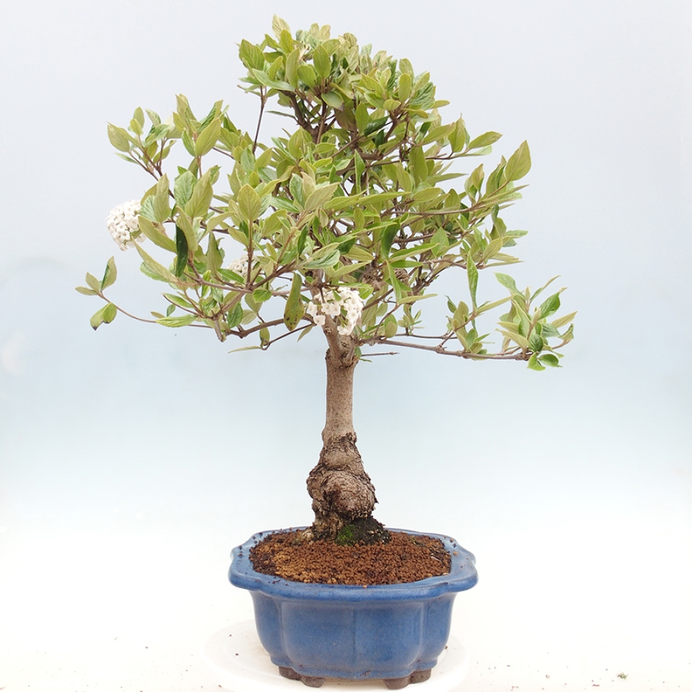 Bonsai für draußen - Kalina Bodnanská - Viburum carlesii hemsi
