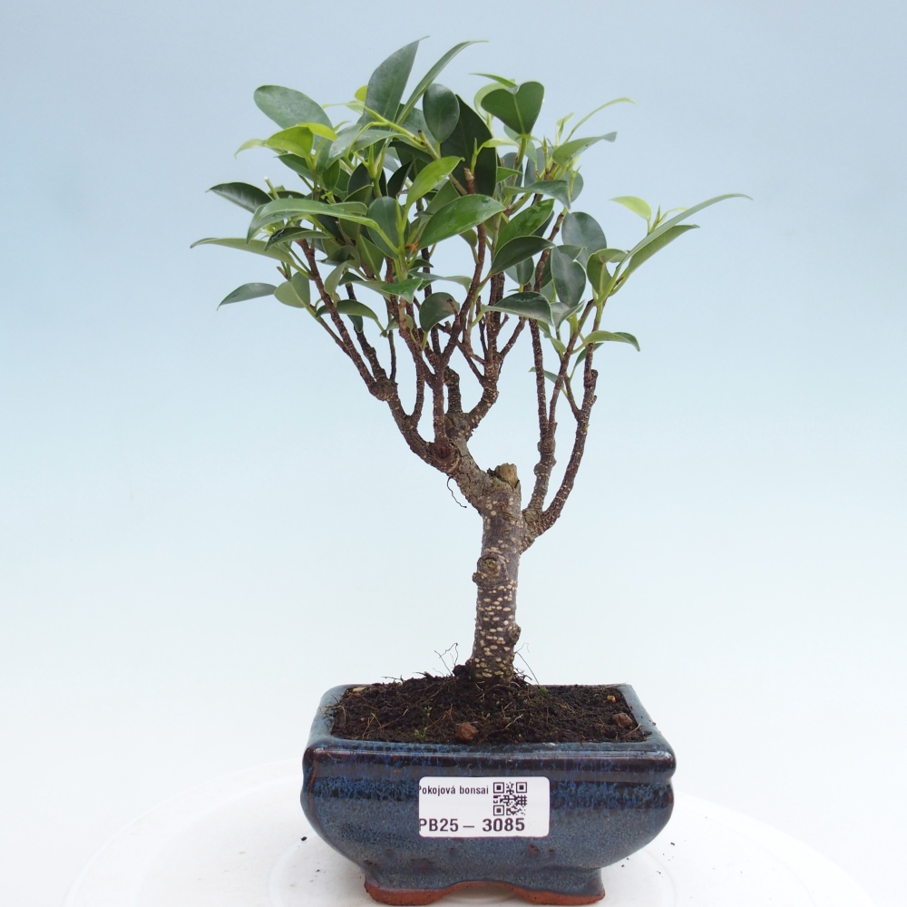 Zimmer Bonsai Ficus retusa kimmen