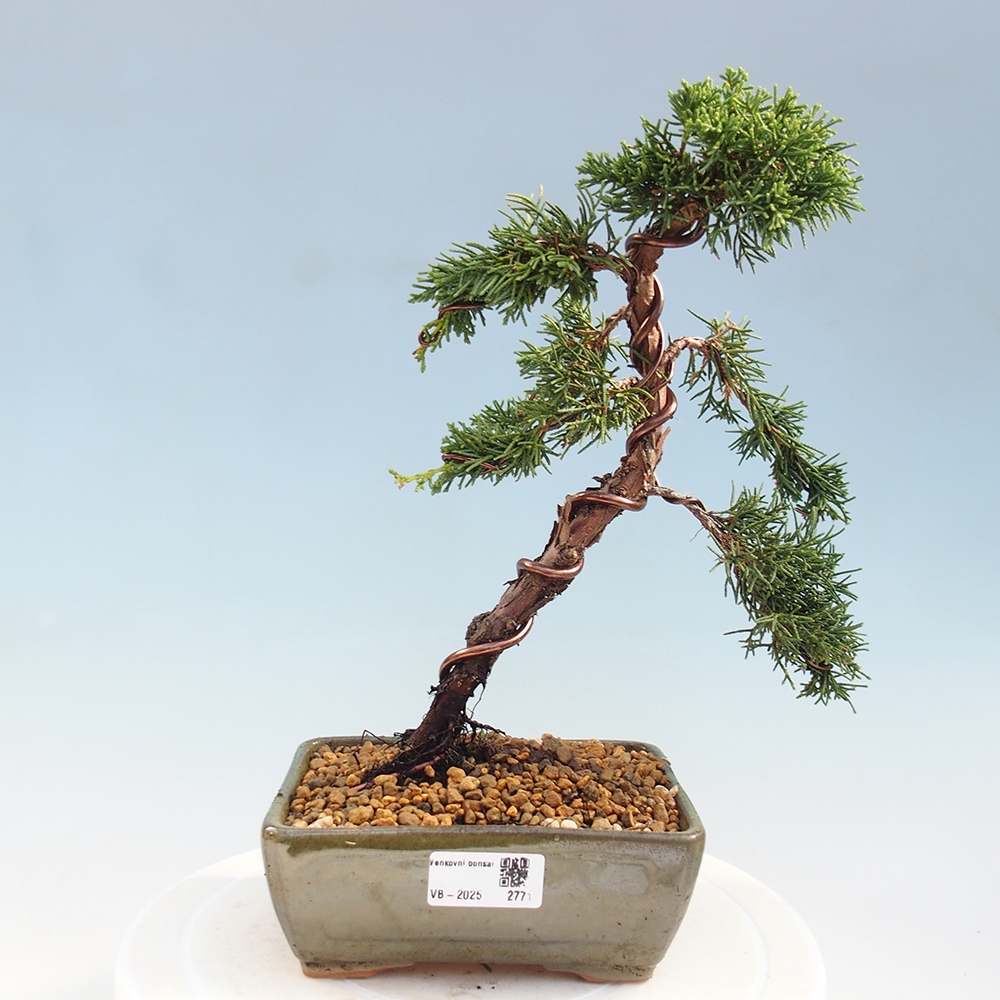 Bonsai für draußen - Juniperus chinensis Kishu