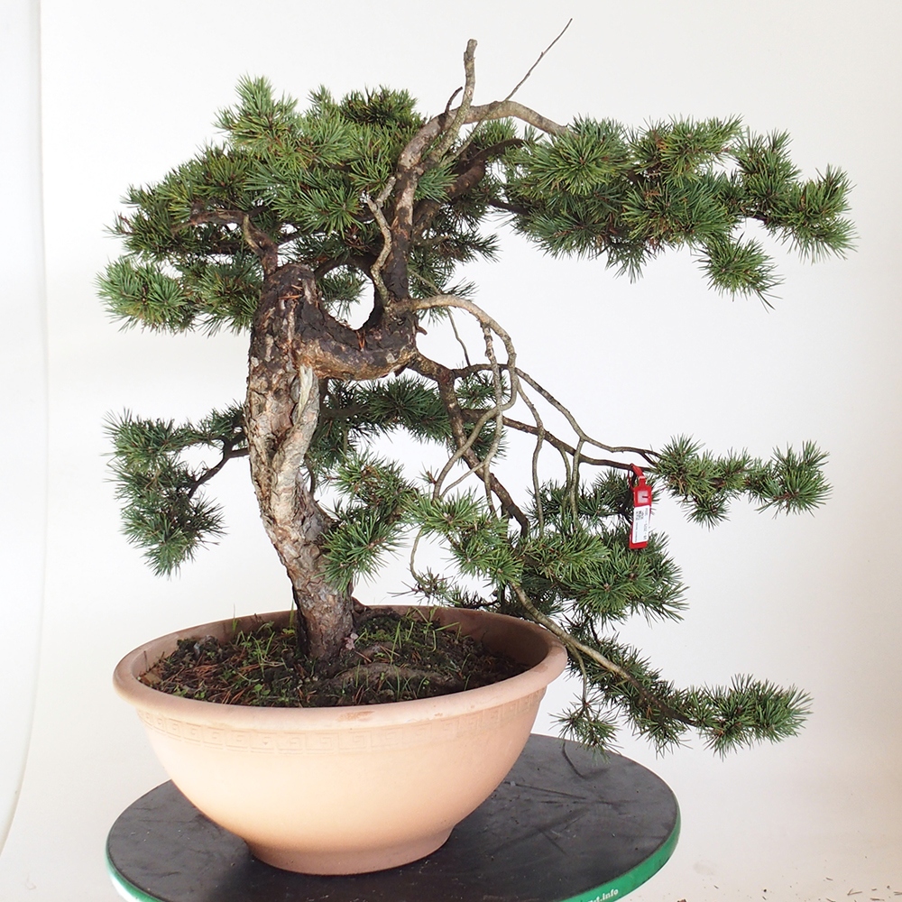Yamadori - Pinus sylvestris Spanien