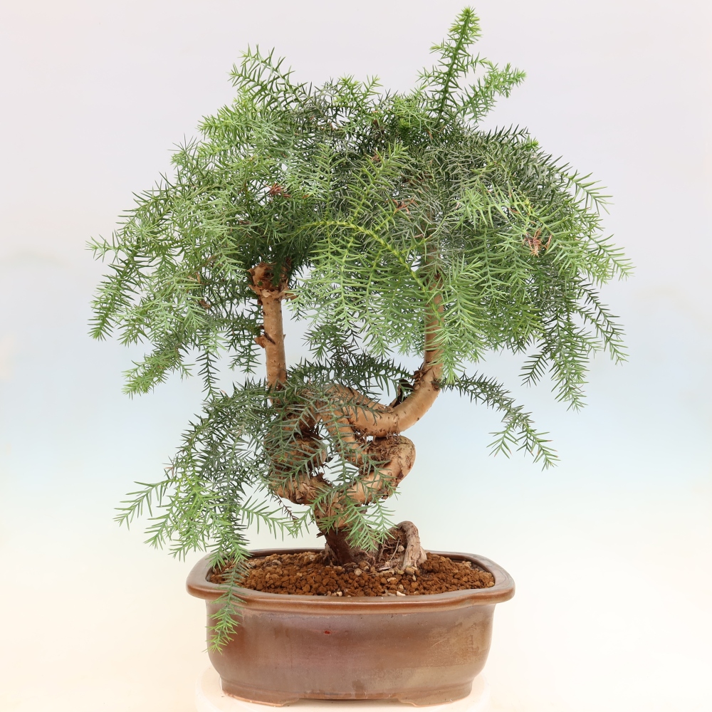 Zimmer Bonsai - Araucaria - Zimmer Fichte