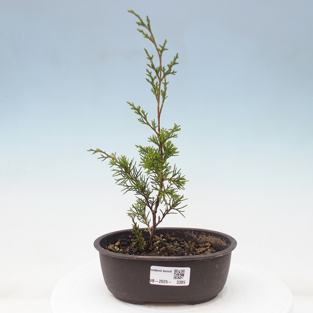 Bonsai für draußen - Juniperus chinensis Itoigawa