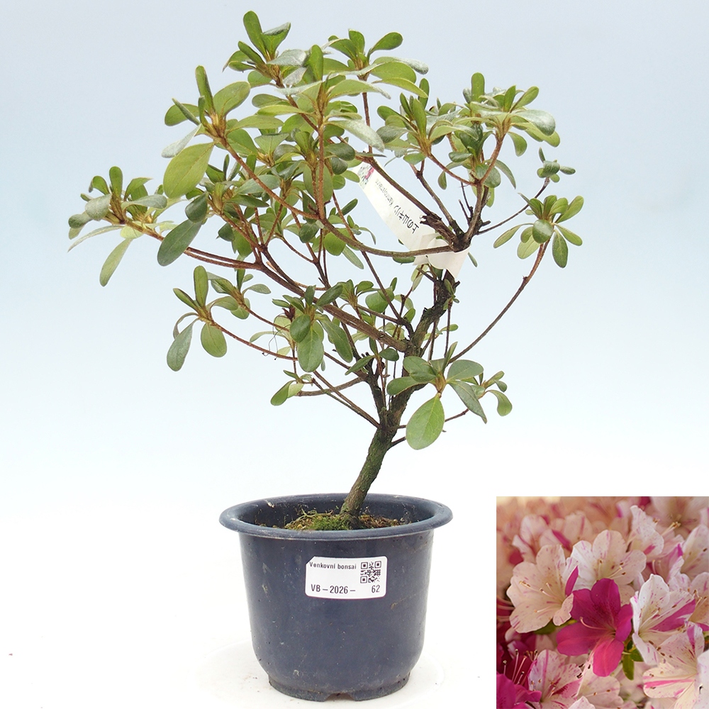 Bonsai für draußen - Japanische Azalee - Azalee Kaminoyamakirin