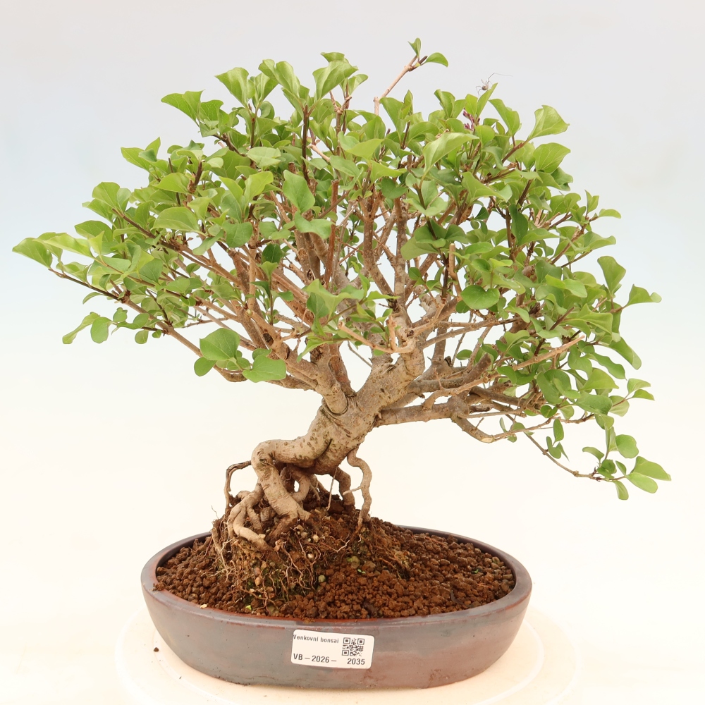 Bonsai für draußen - Syringa microphylla - Kleinblütiger Flieder