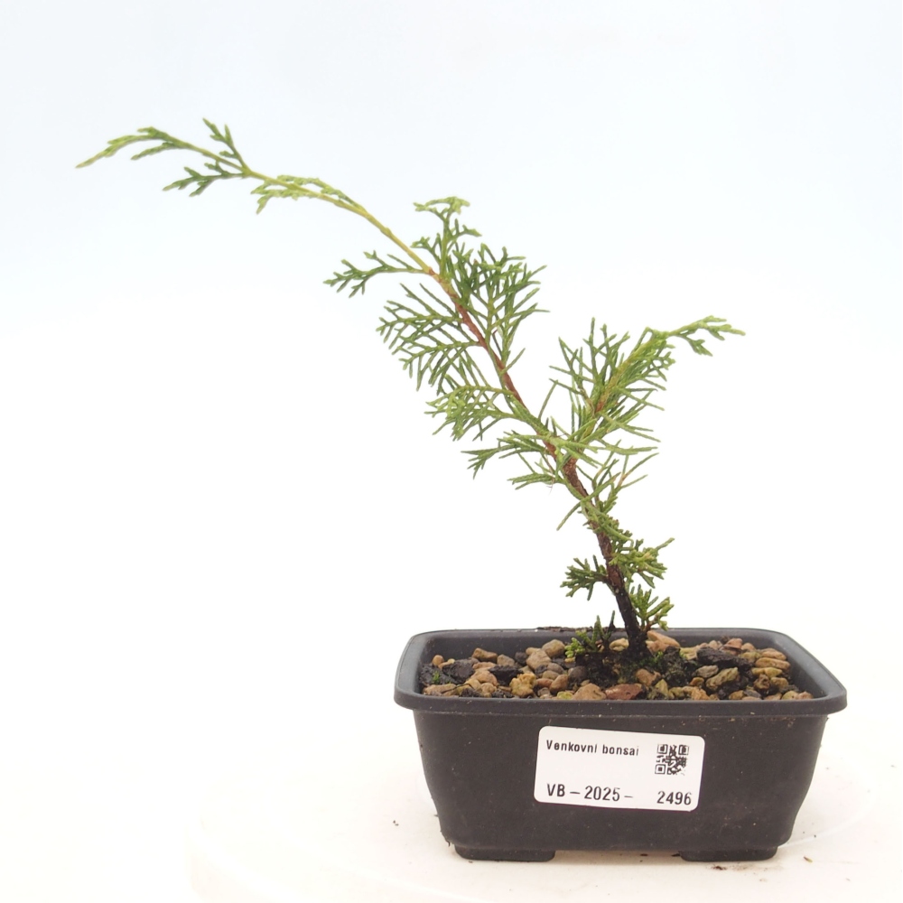 Bonsai für draußen - Juniperus chinensis Itoigawa