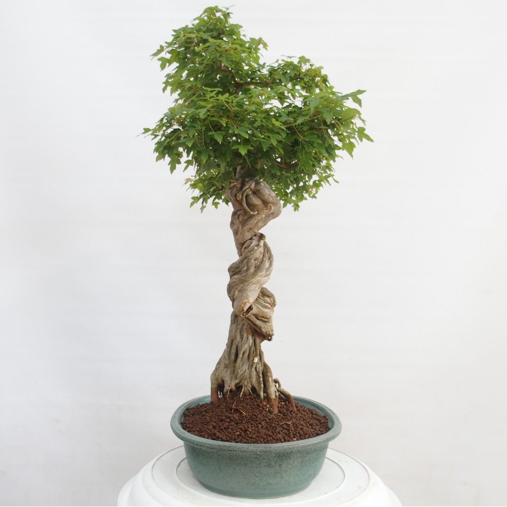Bonsai für draußen - Acer Buergerianum - Bergahorn