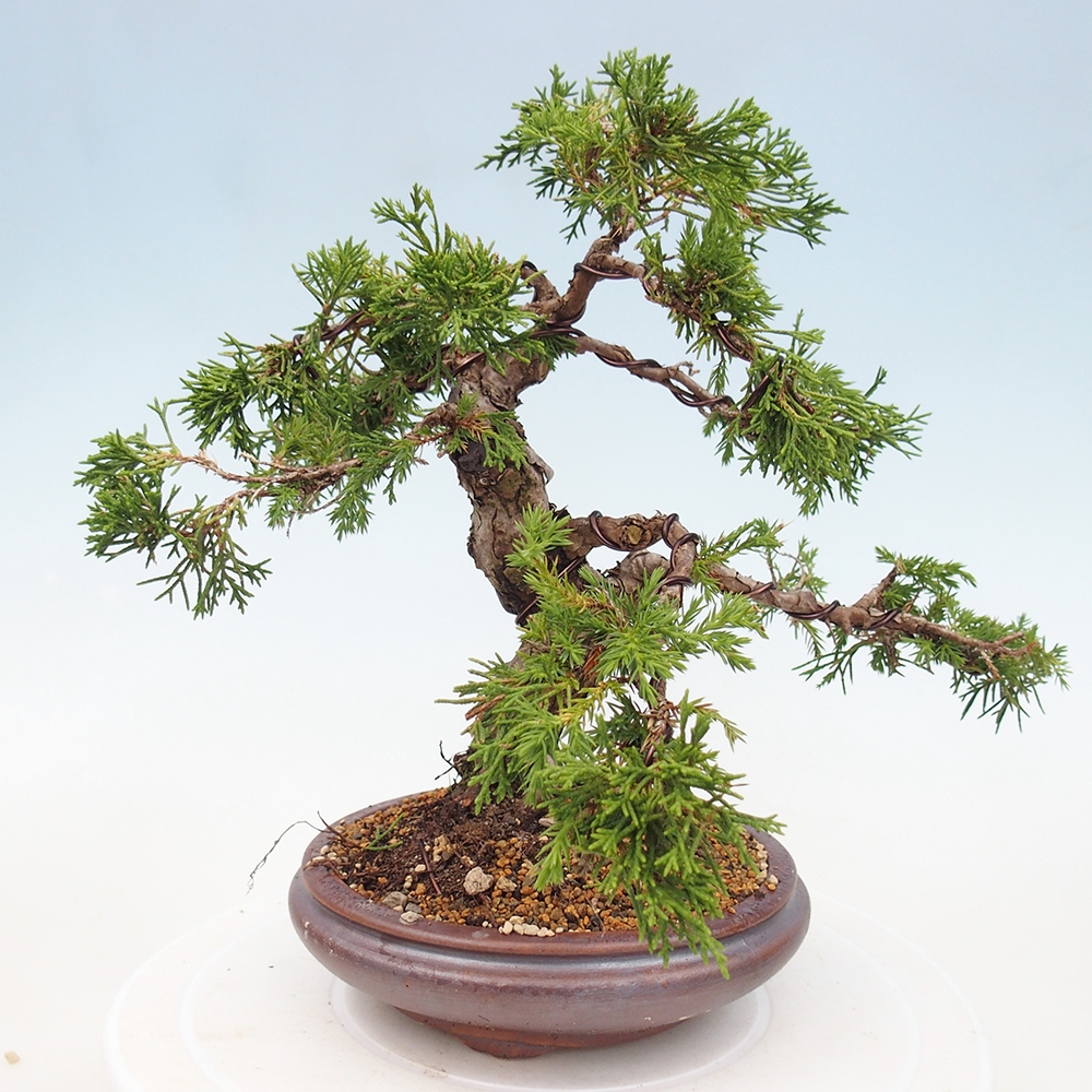 Bonsai für draußen - Juniperus chinensis Itoigawa