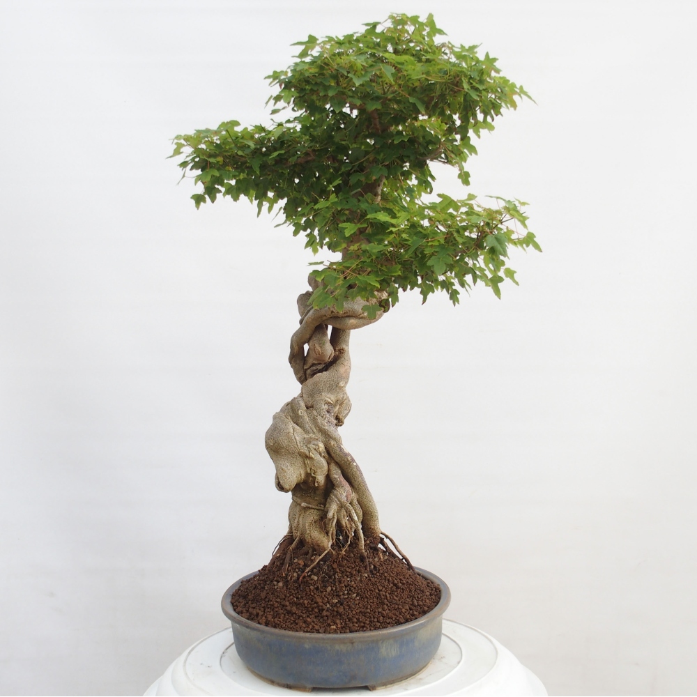 Bonsai für draußen - Acer Buergerianum - Bergahorn