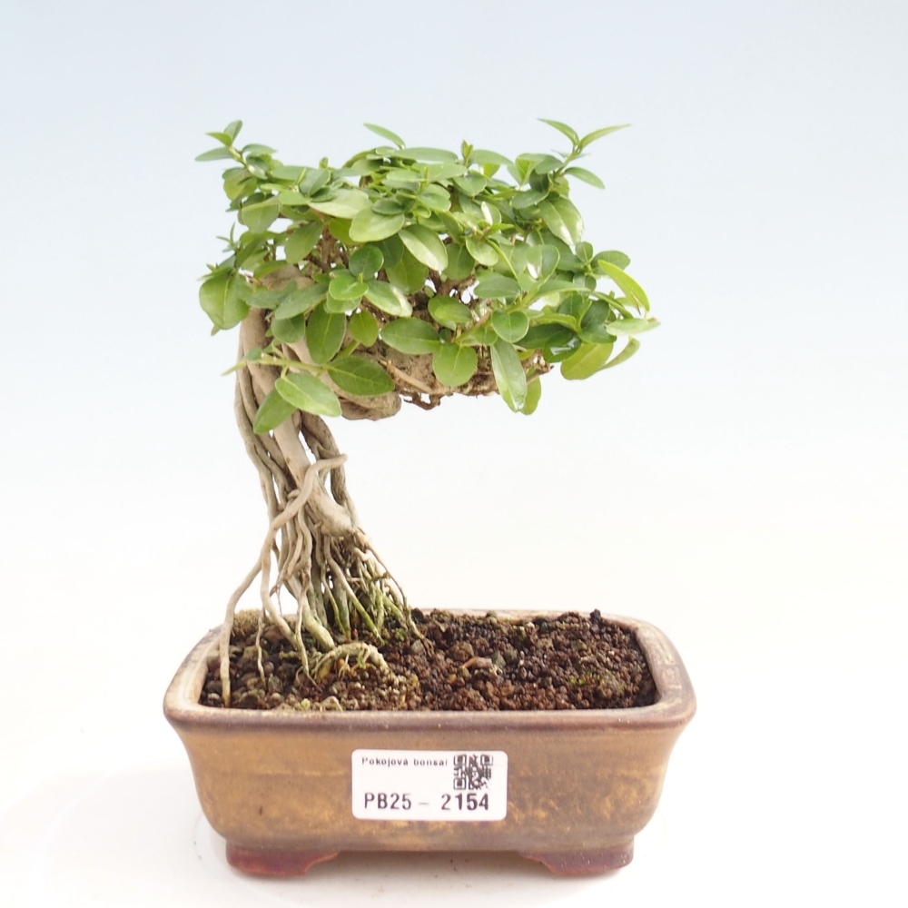 Zimmerbonsai - Premna serratifolia - Kozlovna malolista