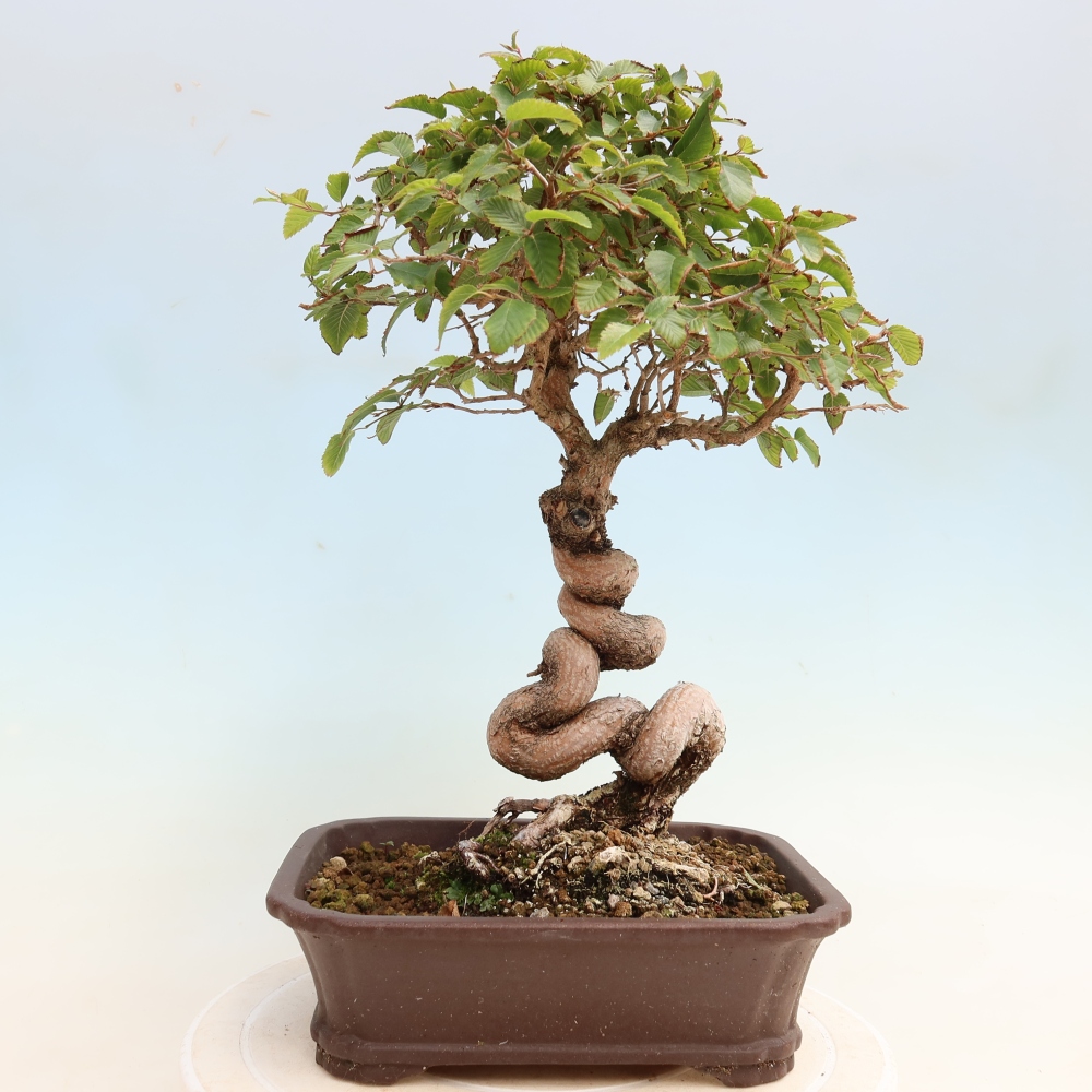 Bonsai für draußen -Carpinus CARPINOIDES - Koreanische Hainbuche