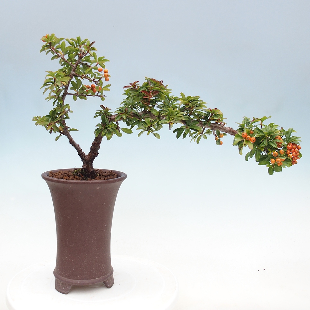 Freiland-Bonsai-Pyracantha Teton -Hlox