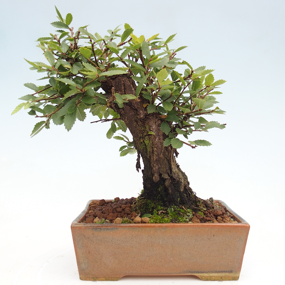 Bonsai für draußen - Zelkova - Zelkova NIRE